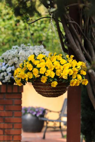 Cool Wave yellow trailing pansy