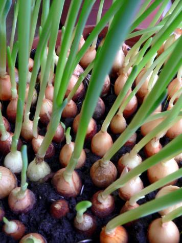 Green onions are simply plants of this species that are pulled before the bulb is well-formed.Viktors Kozers