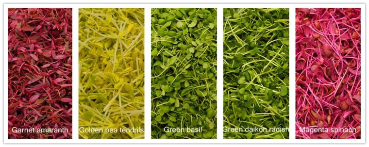 Microgreens typically have more nutrients than their mature counterparts. 