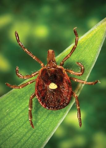 The lone star tick is common in Missouri and uses mammals and birds as hosts. Whitetail deer are its preferred host. Photo by James Gathany, Centers for Disease Control and Prevention