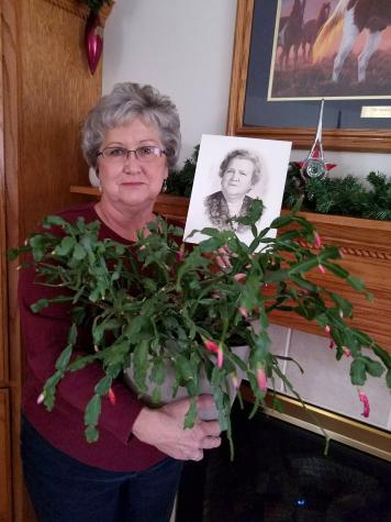 Becky Little White has a Christmas cactus grown from cuttings of her grandmother's cactus. Her grandmother Lois Little (in photo) had 21 children and 75 grandchildren at the time of her death in 1965. Many of them celebrate Christmas with the blooming of Photo courtesy of Becky White  
