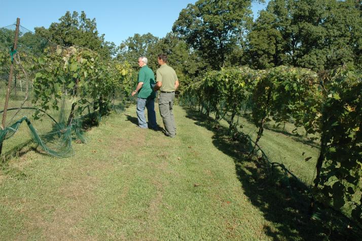 Former Missouri Gov. Bob Holden, left, grows Norton grapes at his Gasconade County vineyards. During his term as governor, he named Norton the Missouri state grape, and he has promoted Missouri agriculture, including the wine industry, since leaving officPhoto by Linda Geist
