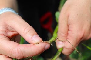 Test for soybean cyst nematode before planting, says MU Extension agronomist Pat Miller. SCN is the No. 1 soybean disease in the U.S. and Canada. Photo by Linda Geist.