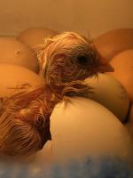A newly hatched chick wonders what life has in store. Photo by Laura Browning.