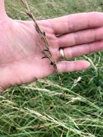 High heat and humidity following a cool, cloudy and wet spring created the right conditions for ergot. It appears most commonly in Missouri's predominant forage, tall fescue. Photo courtesy of John Kleiboeker, Stott City.