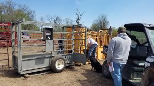 MU Extension livestock specialist Jim Humphrey, right, waits to weigh a spring-born calf for a producer participating in the pilot record-keeping project.