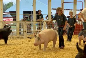Young 4-H member exhibiting market hog at a county fair. Photo credit: Monica Linn.