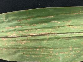 Figure 1. Long, water-soaked necrotic lesions with irregular margins are a characteristic symptom of bacterial leaf streak. Photo by K. Bissonnette.