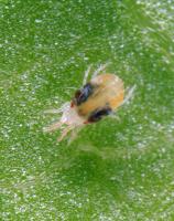 Two-spotted spider mite. Photo by J. Holopainen (https://commons.wikimedia.org/wiki/File:Tetranychus-urticae.jpg), https://creativecommons.org/licenses/by-sa/4.0/legalcode.