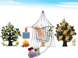 Illustration of Shirin Ghatrehsamani's mobile thermotherapy system: Left, a tree afflicted with citrus greening. Placing the mobile thermotherapy system around the tree, center, induces a fever to rid it of the heat-sensitive bacteria that causes the dise