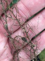 Soybean cyst nematode on roots of a soybean plant. Photo by Kaitlyn Bissonnette.