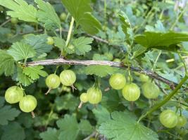 American gooseberry fruit at the immature stage ready for harvest. Photo by Michele Warmund.