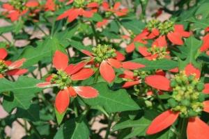 Painted leaf poinsettia is a perennial that grows wild in Missouri, especially the southern part of the state. Photo courtesy of Floridaseeds.