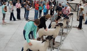 Youths evaluate market lambs at the 2021 Missouri 4-H Livestock Judging Contest.