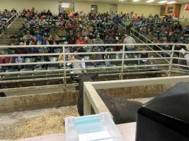 Top-selling bull from Wiles Ridge Ranch looks to the crowd for another bid.