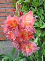 Gladiola cultivar "Tantastic." Photo by Uleli, CC BY 3.0 (https://creativecommons.org/licenses/by/3.0), via Wikimedia Commons  at https://commons.wikimedia.org/wiki/File:Gladiolus_Tantastic.JPG.