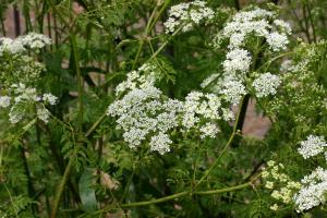 Poison hemlock. Photo by Eric Coombs, Oregon Department of Agriculture, Bugwood.org, CC BY 3.0 (https://creativecommons.org/licenses/by/3.0), via Wikimedia Commons.
