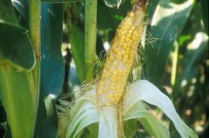 Reduced number of kernels formed on this corn ear, likely due to disruption of the pollen tube growth. Photo courtesy of Bill Wiebold.