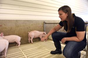 Corinne Bromfield, University of Missouri Extension swine veterinarian, inspects nursery pigs at the swine teaching barn near MU South Farm in Columbia.