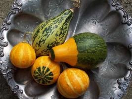 Gourds belonging to the Cucurbita group. Poyt448 Peter Woodard, public domain, via Wikimedia Commons.