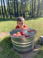 Bobbing for apples is a fun fall tradition for young and old. Photo courtesy of Michele Warmund, MU Extension.