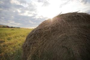 Not all round hay bales are equal. Sizes, density and, most importantly, quality determine hay’s true value. When buying, know how and for how long the hay was stored, says MU Extension livestock specialist Andy McCorkill. Photo courtesy MU College of Agr