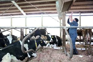 MU Extension veterinarian Scott Poock adjusting fans at a barn at MU Foremost Dairy, Columbia.