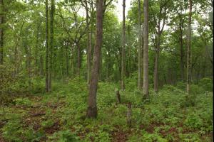 University of Missouri Extension and partners will hold a free forest and wildlife management workshop Sept. 9 at the property of Bill and Margie Haag in Portland, Mo. Photo courtesy of Brian Schweiss.