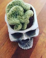 IQ you. Plant a twisted brain cactus in a skull container to scare away candy snatchers. Photo by Pexels via Pixabay.
