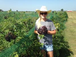 MU Extension horticulture specialist Kelly McGowan says Missouri woods contain a variety of flavorful fruits and nuts, including elderberries. Photo courtesy of Kelly McGowan.