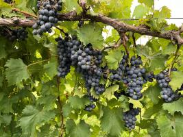 Chambourcin grapes nearing 2024 harvest in Missouri. Photo by Dean Volenberg.