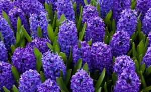 Blue hyacinths.Public domain photo