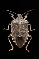 Brown marmorated stink bug. Credit: U.S. Army.