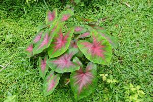 Caladium.Photo by Wikimedia Commons user Vengolis shared under a Creative Commons (BY) license.