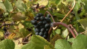 Missouri vineyards produced more than $1.6 billion in total economic value to the state in 2009, almost triple of what it made in 2005. The University of Missouri Institute for Continental Climate Viticulture and Enology researches new grape varieties andCooperative Media Group