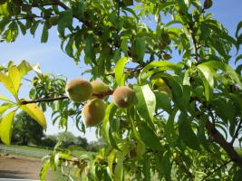 Peach trees can easily set too much fruit. Gardeners need to manually thin them to ensure larger fruit and reduce plant stress.MU Extension