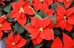 The poinsettia's small flowers are surrounded by colorful leaves called bracts.Photo by Scott Bauer, USDA Agricultural Research Service.