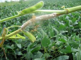 The MU Plant Diagnostic Clinic recently confirmed sclerotina stem rot in northwestern Missouri. About 160 acres of soybean show the disease, which is rare in Missouri.Photo by Wayne Flanary