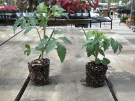 These two transplants are the same age and have the same number of fully expanded leaves. The example on the left has long internodes, a spindly stem and is a lighter green that the example on the right, which has been grown in a more favorable environmenMU Extension 
