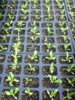 Germinating seeds in a protected environment lowers seedling mortality and can boost seedling vigor.University of Missouri Extension