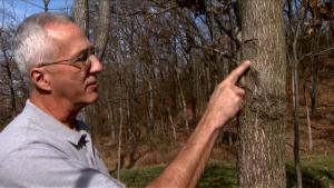 Hank Stelzer, MU Extension forestry specialist, shows how leaving the branch collar in place when pruning allows the tree to heal faster. MU Cooperative Media Group 