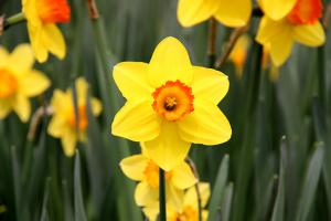Narcissus (daffodil)Kham Tran, CC BY-SA 3.0