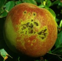 Bacterial spot may be unsightly, but the blemished fruits are safe to eat.
