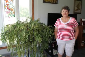 MU Extension Master Gardener Earlene Britton of Versailles has a Christmas cactus that is 4 feet tall and 5 feet wide. Photo by Linda Geist