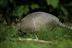 An armadillo searches for food on the ground near the Current River in Eminence, Mo.Photo courtesy of the Missouri Department of Conservation