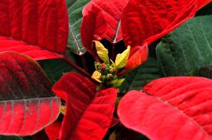 The poinsettia's true flowers, called cyathia, are found in the center of the bracts.Debbie Johnson