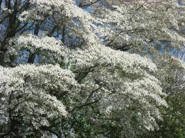 Flowering dogwood.Public domain image