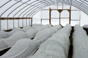 Inside a high tunnel employing row covers (file photo).University of Missouri Cooperative Media Group