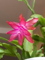 Schlumbergera truncata, a type of holiday cactus. Photo by Jan Mehlich. Shared under a Creative Commons License (CC BY-SA 2.5)