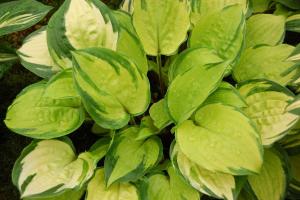 The variegated leaves of the Paradise Island hosta.Photo by Andy Mabbett, shared under a Creative Commons license (CC BY-SA 3.0).